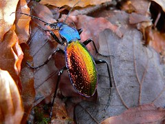Ground Beetle (Chrysotribax hispanus) - Photo of Murat-sur-Vèbre