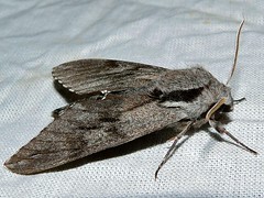 Pine Hawk-moth (Hyloicus pinastri) - Photo of Brusque