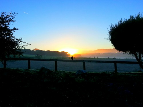 morning sun bird sunrise fence monterey crow