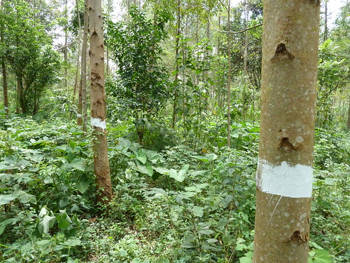 forest forestry north harvest management plantation congo wwf beni coppice kivu coppicing coppicingwithstandards coppicewithstandards ecomakala