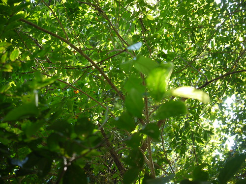 sapindaceae soapberryfamily evergreen tree harpullia harpulliaarborea harpulliamellea bidisale blacktulipwood cirrilamatakk dollseyes harpuli neykkottai tuliplancewood tulipwood