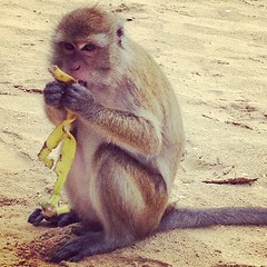 Monkey on the beach in Ao Nang