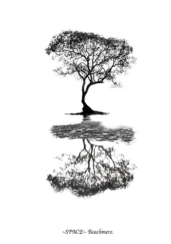 blackandwhite white black reflection tree art dead for sand sale space fine le mangrove qld ripples beachmere