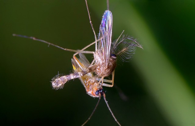 Sivrisinek Avcısı (Mosquito Hunter) | Flickr - Photo Sharing!