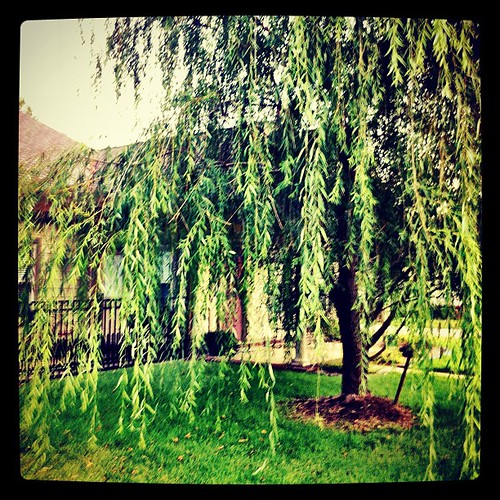trees willow uploaded:by=flickstagram instagram:venue_name=thearbors instagram:venue=23470622 instagram:photo=258132724607738295742423