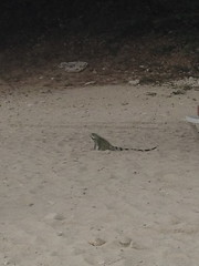 Iguana at Playa Cas Abou, Curaçao