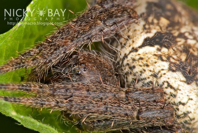 Orb Weaver Spider (Araneus sp.) - DSC_3581