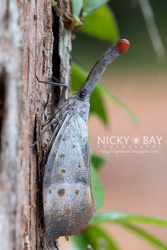 Lantern Bug (Pyrops pyrorhynchus) - DSC_4558