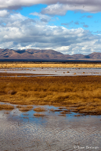 birds water grass plants wetlands hills reflections whitewaterdraw arizona canon rebel xsi desert unitedstates america