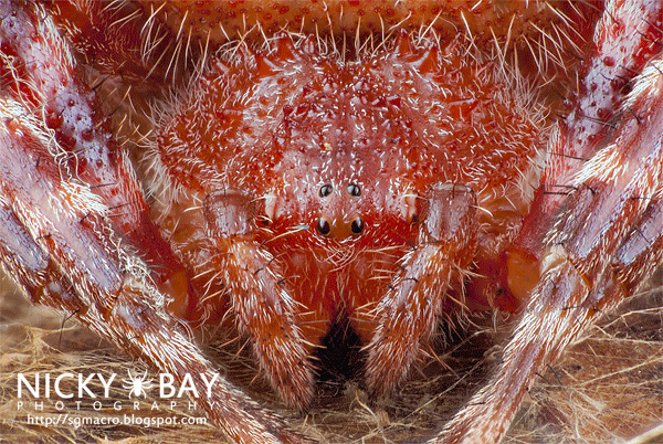 Red Tent Spider (Cyrtophora unicolor) - DSC_3096_3d