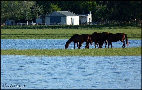 caballos paisaje laguna nturaleza