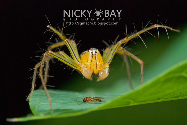 Lynx Spider (Oxyopidae) - DSC_8025