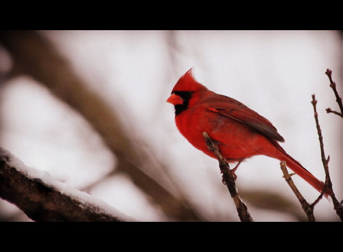 winter snow bird cardinal redbird