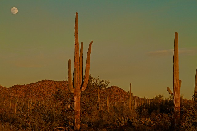 Visiting Phoenix Arizona - Sunset at Saguaro National Park