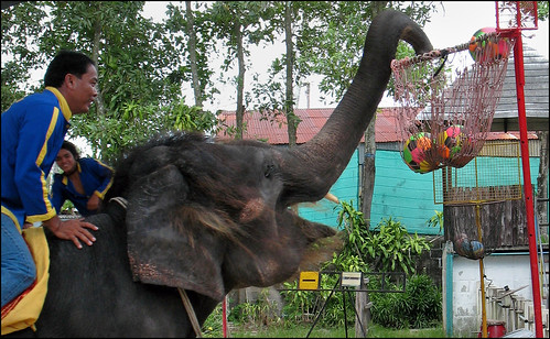 Elephant Playing Basketball