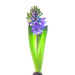 Photo: Hyacinth 