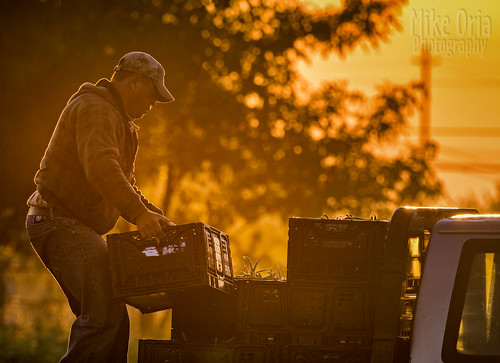 california contracosta county brentwood laborer labor field farm greenbeans beand harvest outdoor sunrise sunset pentax k3ii dfa150450 150450 morning sun light silhouette crates stack truck man worker lift carry simoni knightsen discoverybay published press migrant workers laborers
