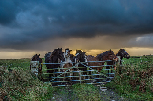 sunset england horses horse cloud sun field weather clouds outside outdoors countryside nikon gate cornwall farm country rays farmyard d5100 lpspectators
