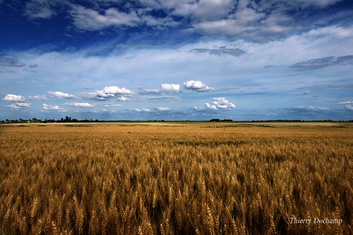 blue sky cloud field barley yellow jaune photo wheat cereal culture bleu ciel crop nuage champ beauce blé orge cereale thierryduchamp