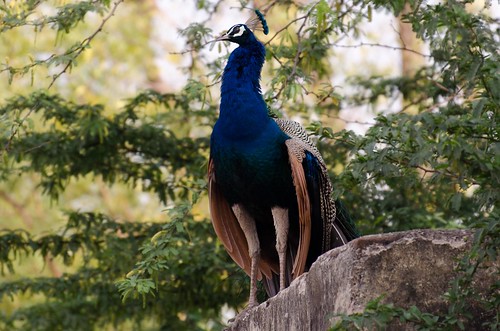 india birds peacock peafowl nationalbird