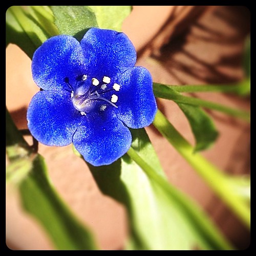 New blue flower