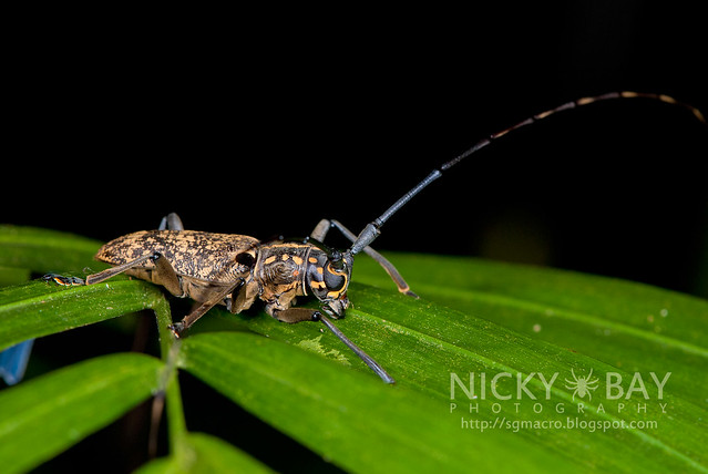 Longhorn Beetle (Epepeotes luscus) - DSC_2057