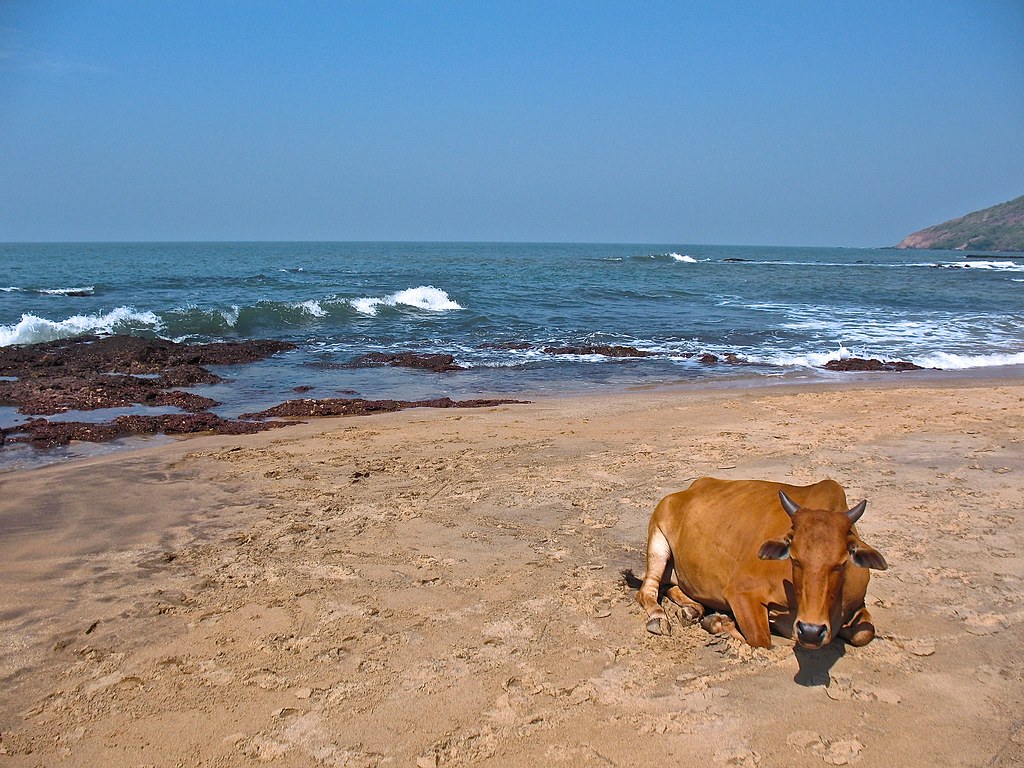 A Romantic Cow at Goa Beach