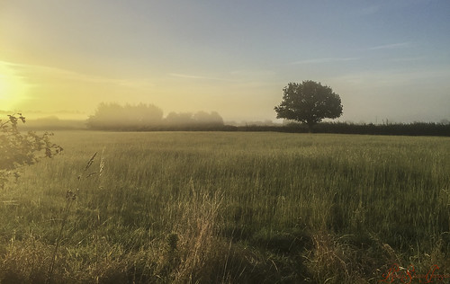 1st autumn september mist fields yoxall glow sunrise tree oak oaktrees countryside landscape dew grass