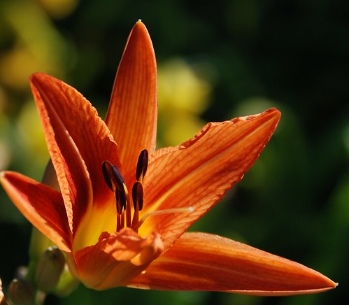 flowers summer orange nature june lily blossoms daylily blooms tigerlily jennypansing