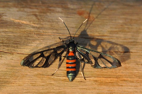 africa tanzania moth kia arusha nge clearwing