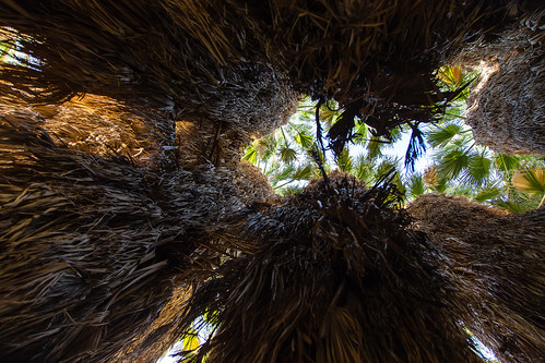 california statepark park usa tree america canon unitedstates desert sandiego palm palmtree anzaborrego canopy 6d borregosprings anzaborregostatepark southernus 24105l canon6d