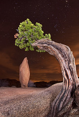 Jumbo Rock - Joshua Tree National Park, CA