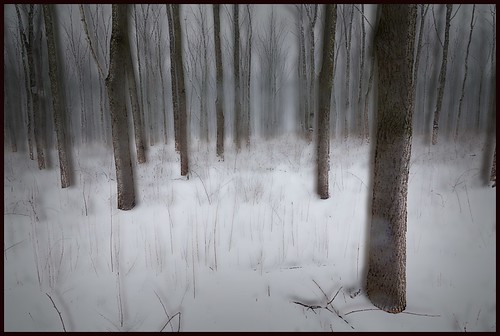 trees winter snow landscape experimental indianapolis indiana walnutgrove fortbenjaminharrisonstatepark