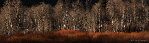 park wood morning travel autumn trees winter sunset shadow wild plants sun sunlight white canada west color tree art fall tourism nature beauty horizontal america forest sunrise painting season landscape outdoors evening spring cool poplar day afternoon bc nicola north pass picture columbia fresh foliage valley western backcountry british trunks aspen elm