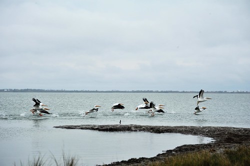 ranch pelicans january marsh swanlake texascoast 2013 dsc2744 pfrench99 swanlakeranch peterlfrench