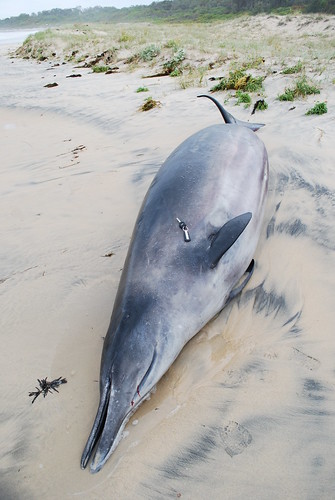 Adult female Gray's Beaked Whale Racecouse Beach Kioloa
