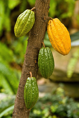 food plant green nature yellow fruit digital canon eos flora availablelight chocolate maryland 7d dslr pods wheaton brooksidegardens cacao theobromacacao canoneos7d zajdowicz