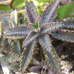 mother of thousands 009