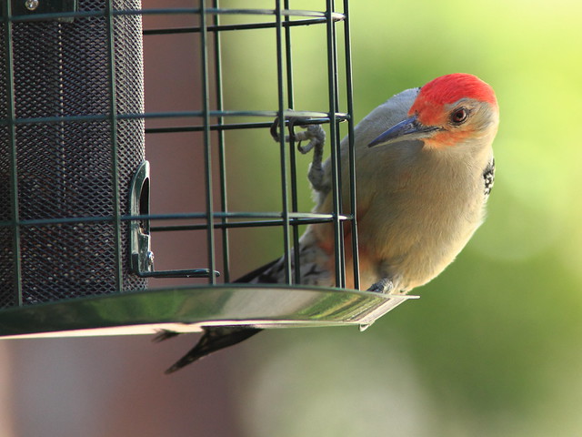 Red-bellied Woodpecker 20130310