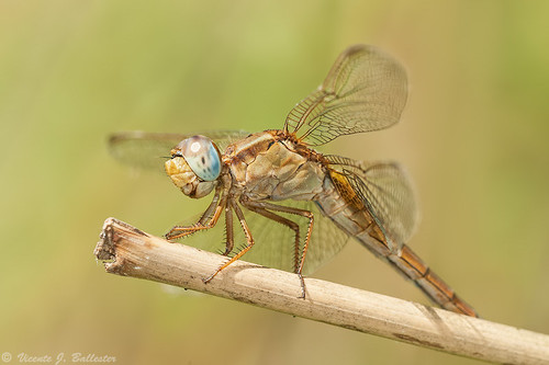 macro odonatos libélulas dragonflies insectos insects unlimitedinsectslevel1