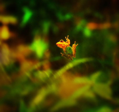 green nature night insect photography photo amazing view philippines snapshot vivid amphibian frogs tropic vic hue carnivorous manilaphilippines kokak vicdevera victorcdevera