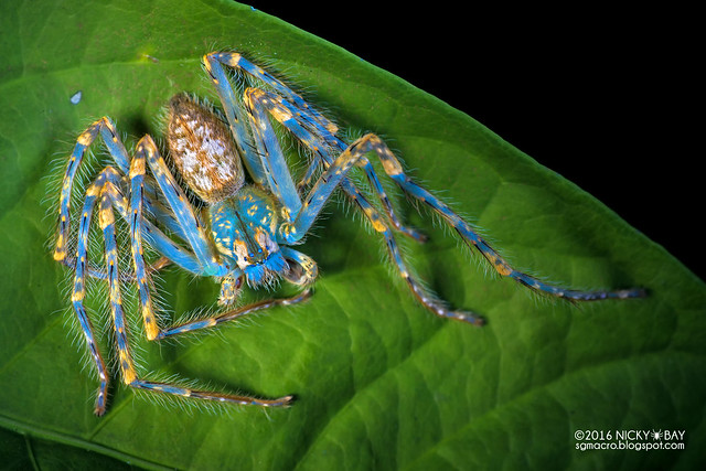 Huntsman spider (Gnathopalystes sp.) - DSC_1339b