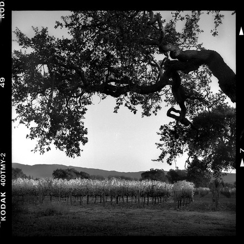 california los vineyards olivos parker yashicaa fess