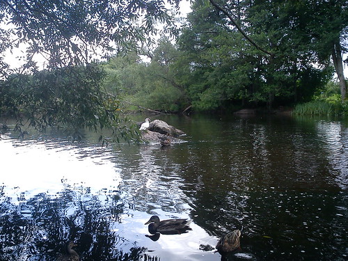 summer green water reflections sweden ducks änder södermanland