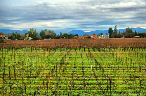 california napavalley rutherfordwinecountry viticulturevinyeardsview