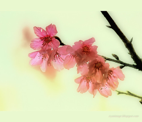 Cherry Blossom Season 2013 (2)