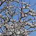 Branches and Snow