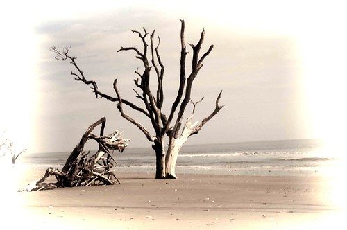 beach sc southcarolina driftwood botanybay boneyard