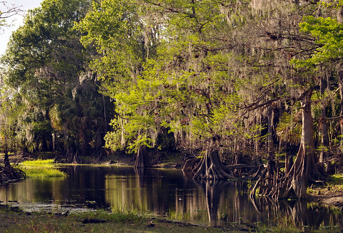 nature forest landscape scenery florida wildlife scenic swamp wetlands palmdale fisheatingcreek fisheatingcreekwildlifemanagementarea