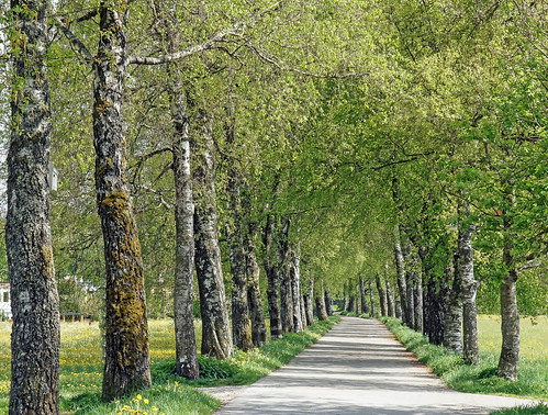 tree green way spring alley path may explore mai birch grün baum 2012 weg frühling birke allee 2011 isny dslra550 dorenawm